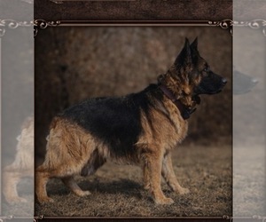 Mother of the German Shepherd Dog puppies born on 03/12/2026