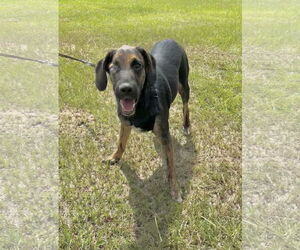 Mutt Dogs for adoption in Tarrytown, GA, USA