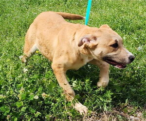 260317 Dixie - Female Labsky Dog for Adoption - Photo #3