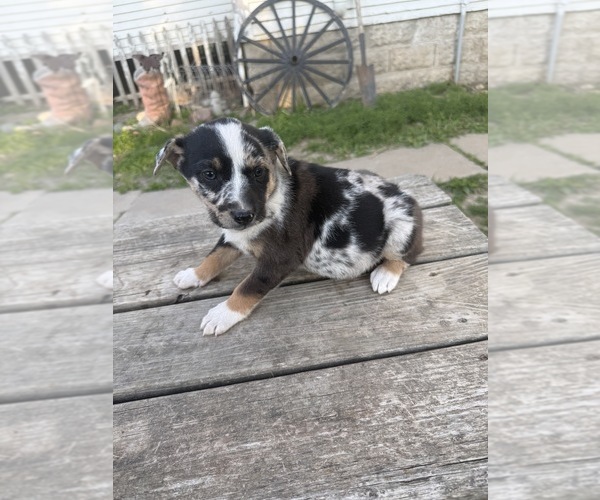 Medium Photo #4 Border-Aussie Puppy For Sale in MOUNT PLEASANT, IA, USA