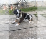 Small #3 Border-Aussie