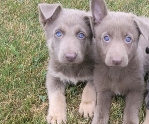 German Shepherd Dog Puppy for sale in NOVI, MI, USA