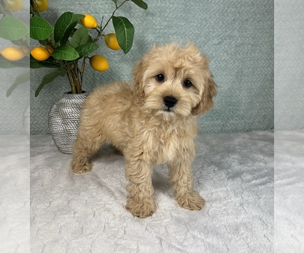 Medium Photo #4 Cavapoo Puppy For Sale in FRANKLIN, IN, USA