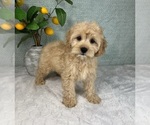 Small Photo #4 Cavapoo Puppy For Sale in FRANKLIN, IN, USA