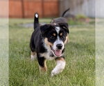 Small #3 German Shepherd Dog Mix