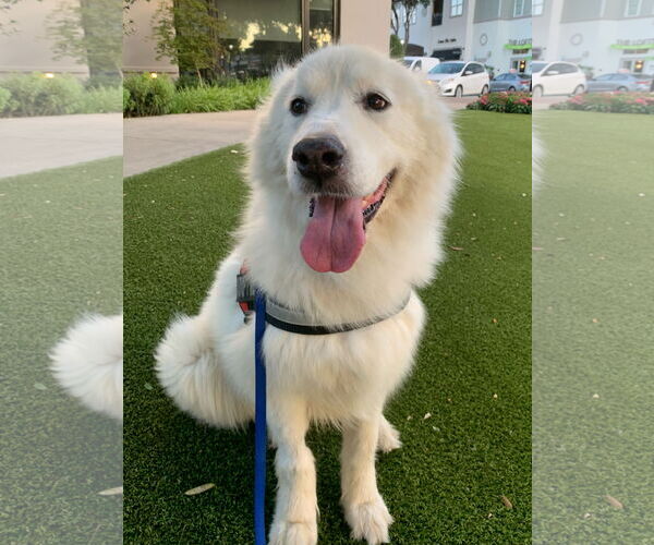 Medium Photo #8 Great Pyrenees Puppy For Sale in Dallas, TX, USA
