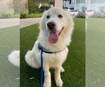 Small #7 Great Pyrenees