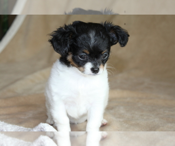 Medium Photo #7 Chihuahua Puppy For Sale in HUDSONVILLE, MI, USA