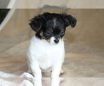 Small #6 Chihuahua