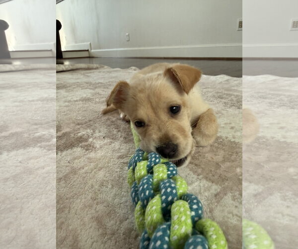 Medium Photo #1 Shepradors Puppy For Sale in The Woodlands, TX, USA