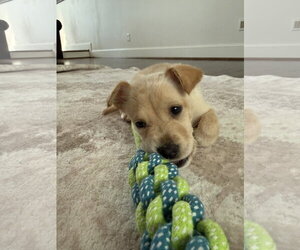 Shepradors Dogs for adoption in The Woodlands, TX, USA