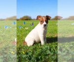 Small #7 Basenji-Rat Terrier Mix