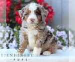 Small Bernedoodle (Miniature)
