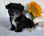 Small #7 Morkie