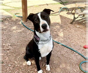 Wedge - Female American Staffordshire Terrier-Unknown Mix Dog for Adoption - Photo #3