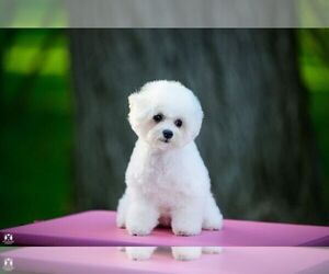 Bichon Frise Puppy for sale in BRISTOW, VA, USA