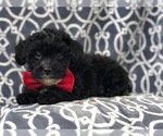Small Photo #6 Morkie-Poodle (Miniature) Mix Puppy For Sale in LAKELAND, FL, USA