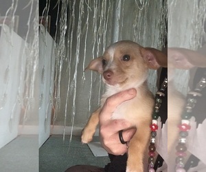 Chihuahua Puppy for sale in CHICKASHA, OK, USA