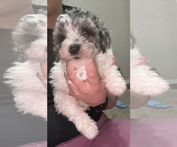 Medium Photo #1 Poodle (Miniature) Puppy For Sale in Mobile, AL, USA