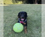 Small Rottweiler Mix