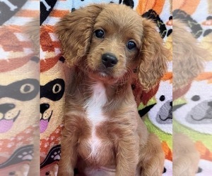 Cavapoo Puppy for Sale in BEECH GROVE, Indiana USA