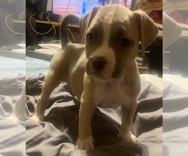 Medium Photo #35 American Bully Puppy For Sale in BUFFALO, NY, USA