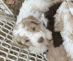 Small #4 Goldendoodle