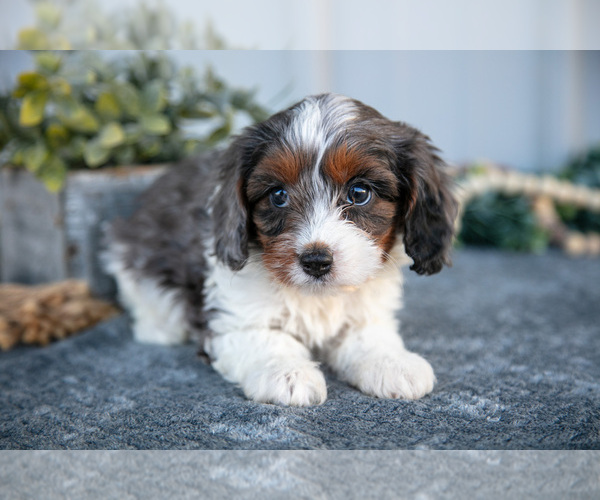 Medium Photo #3 Cavapoo Puppy For Sale in WOLCOTTVILLE, IN, USA