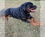Small Photo #6 Rottweiler Puppy For Sale in ESTILL SPRINGS, TN, USA