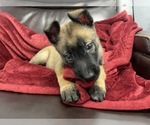 Small Photo #65 Belgian Malinois Puppy For Sale in REESEVILLE, WI, USA