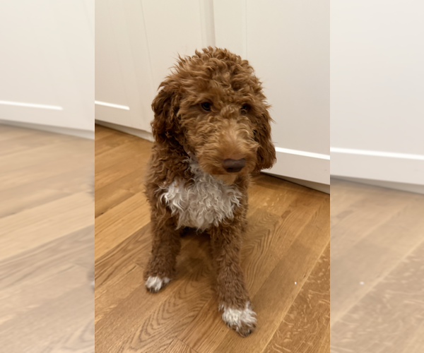 Medium Photo #1 Goldendoodle Puppy For Sale in LATONIA, KY, USA