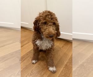 Goldendoodle Puppy for sale in LATONIA, KY, USA