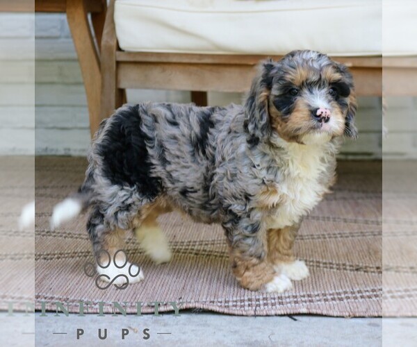 Medium Photo #2 Bernedoodle (Miniature) Puppy For Sale in NARVON, PA, USA