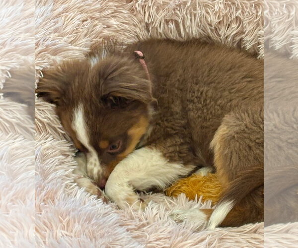 Medium Photo #4 Australian Shepherd Puppy For Sale in Denver , CO, USA