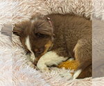 Small #3 Australian Shepherd