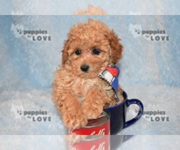 Medium Photo #19 Poodle (Toy) Puppy For Sale in SANGER, TX, USA