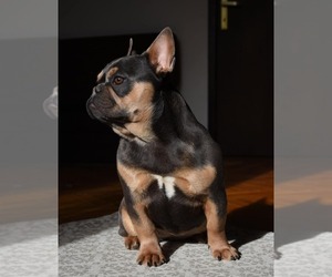 French Bulldog Puppy for sale in Krusevac, Central Serbia, Serbia