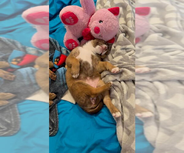 Medium Photo #4 Mutt Puppy For Sale in Minneapolis, MN, USA