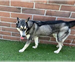 Siberian Husky-Unknown Mix Dogs for adoption in Grand Prairie, TX, USA