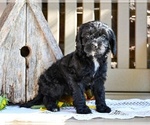 Small #2 Cavapoo