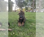 Small Photo #4 German Shepherd Dog Puppy For Sale in ELKHART, IN, USA