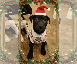 American Pit Bull Terrier-Unknown Mix Dogs for adoption in Holly Springs, NC, USA