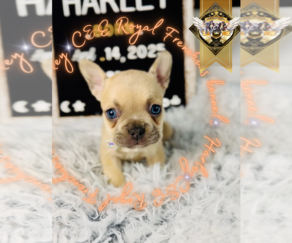 Medium Photo #11 French Bulldog Puppy For Sale in ATHENS, GA, USA