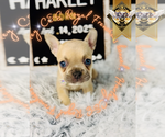 Small #10 French Bulldog