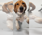 Small Photo #4 Coonhound Puppy For Sale in Studio City, CA, USA
