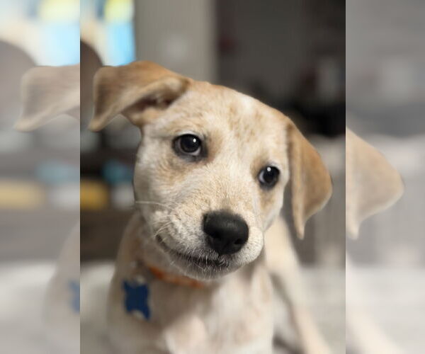 Medium Photo #3 Great Pyrenees-Unknown Mix Puppy For Sale in Minneapolis, MN, USA