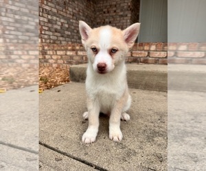 Pomsky Puppy for Sale in GREENFIELD, Indiana USA
