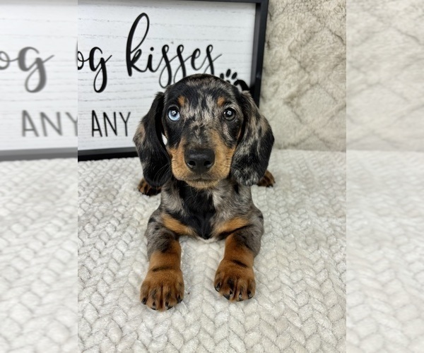 Medium Photo #4 Dachshund Puppy For Sale in FRANKLIN, IN, USA