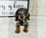 Small #3 Dachshund