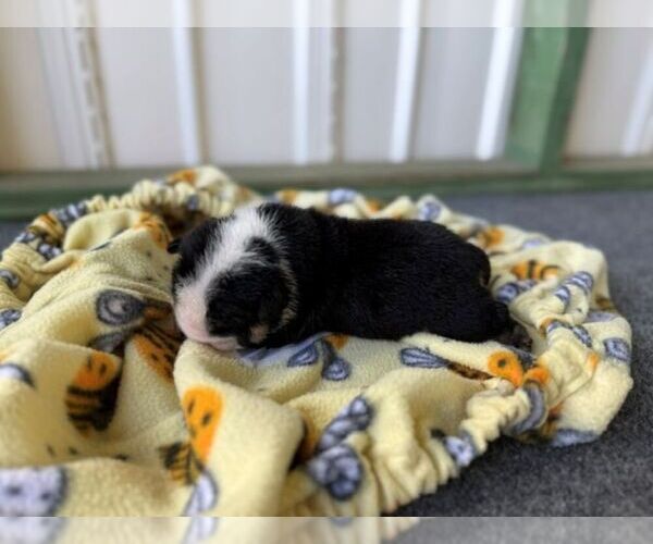 Medium Photo #5 Bulldog Puppy For Sale in OOLOGAH, OK, USA